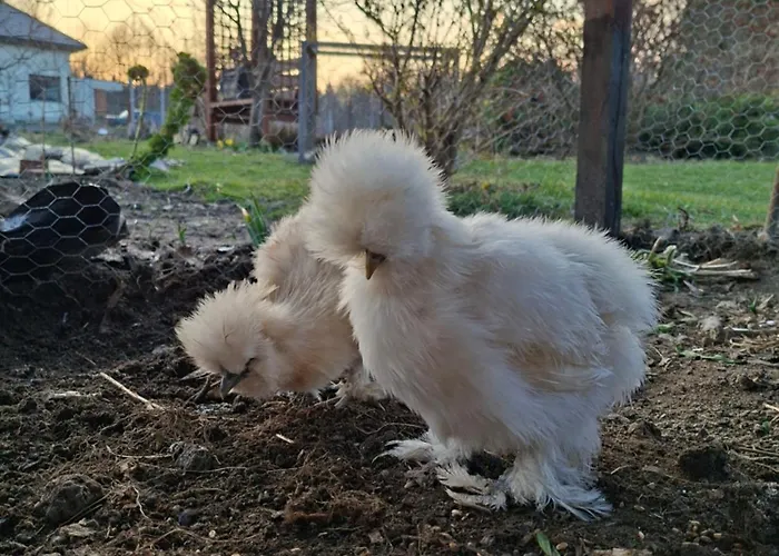 Goscinne Przy Lesie * Pobiedna